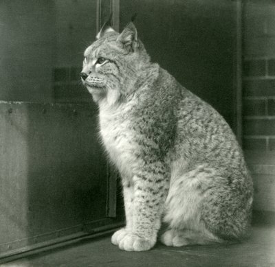 A Northern Lynx, London Zoo, February 1925 by Frederick William Bond