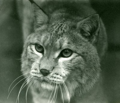 A Northern Lynx, London Zoo, February 1925 by Frederick William Bond