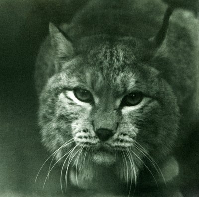 A Northern Lynx, London Zoo, February 1925 by Frederick William Bond