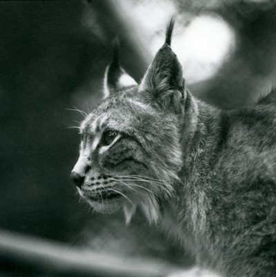 A Northern Lynx at London Zoo, July 1925 by Frederick William Bond