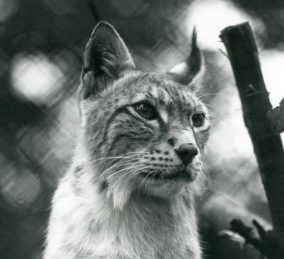 A Northern Lynx at London Zoo, July 1925 by Frederick William Bond