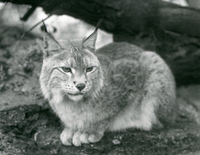 A Northern Lynx sitting on a rock, London Zoo, October 1925 by Frederick William Bond