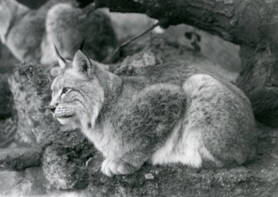 A Northern Lynx sitting on a rock, London Zoo, October 1925 by Frederick William Bond