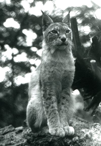 A Northern Lynx Sitting Up at London Zoo, July 1925 by Frederick William Bond
