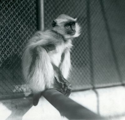 A Northern Plains Gray Langur sitting on a perch in its enclosure at London Zoo by Frederick William Bond