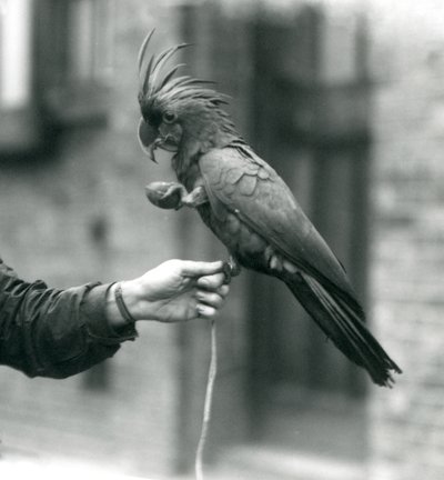 A Palm Goliath Great Black Cockatoo gripping onto the finger of a keeper with one foot and holding an egg-shaped treat in the other, London Zoo, September 1927 by Frederick William Bond