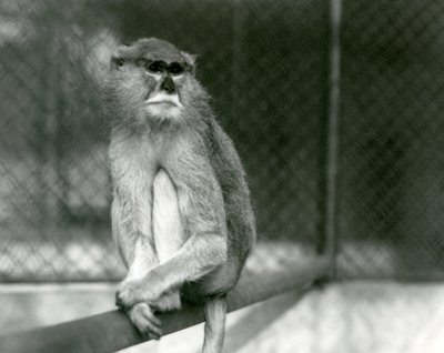 A Patas/Wadi/Hussar Monkey sitting on a branch at London Zoo in 1928 by Frederick William Bond