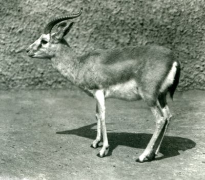A Persian Gazelle at London Zoo in June 1925 by Frederick William Bond