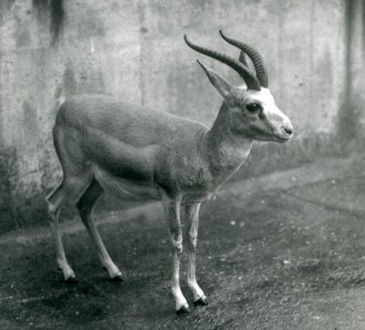 A Persian, Goitered, or Black-tailed Gazelle at London Zoo, August 1927 by Frederick William Bond