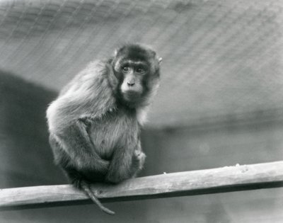 A Pig-tailed Macaque Sitting on a Perch in Its Enclosure at London Zoo by Frederick William Bond