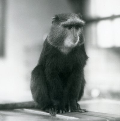 A Pluto Monkey, or Blue Monkey, sitting on a bench, London Zoo by Frederick William Bond