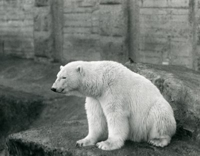 A Polar Bear Sitting on a Rocky Ledge at London Zoo in September 1927 by Frederick William Bond