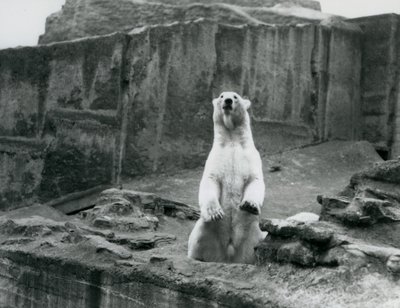 A Polar Bear sitting up in its enclosure at the base of the Mappin Terraces at London Zoo in September 1928 by Frederick William Bond