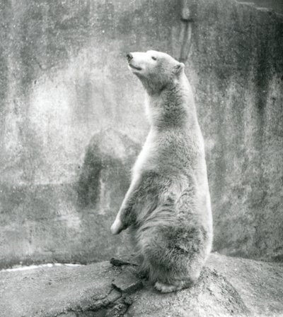 A Polar Bear Sitting Up on His Haunches at London Zoo in 1929 by Frederick William Bond