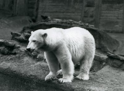 A Polar Bear Standing at the Edge of Its Enclosure at the Base of the Mappin Terraces, London Zoo, September 1928 by Frederick William Bond