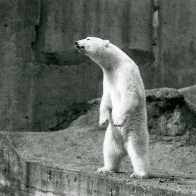 A Polar Bear Standing Tall on Its Hind Legs at the Edge of Its Enclosure on the Mappin Terraces, London Zoo by Frederick William Bond