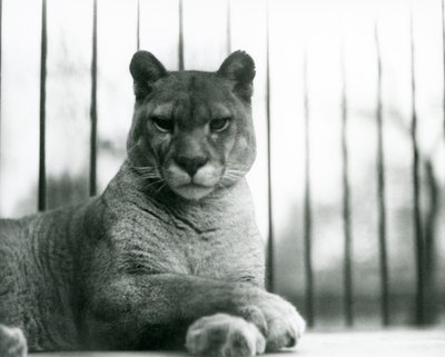 A Puma/Cougar/Mountain Lion/Catamount resting at London Zoo in 1931 by Frederick William Bond