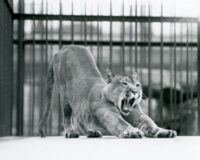 Puma Yawning at London Zoo, June 1925 by Frederick William Bond