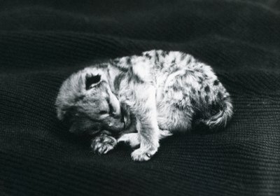 A Puma cub at London Zoo by Frederick William Bond
