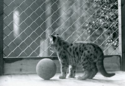 A Puma kitten, with a ball, looking out of its enclosure, London Zoo, 1923 by Frederick William Bond