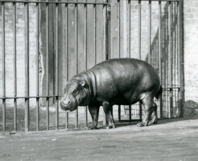 A Pygmy Hippopotamus at London Zoo in 1927 by Frederick William Bond
