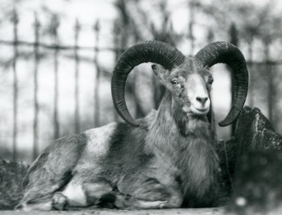 A Ram sitting at London Zoo, 1925 by Frederick William Bond