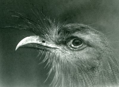 A Red-legged Seriema at London Zoo in 1924 by Frederick William Bond