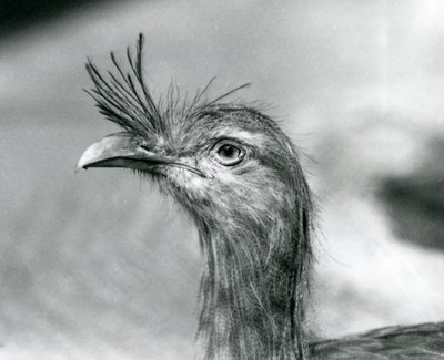 A Red-legged Seriema at London Zoo in 1929 by Frederick William Bond