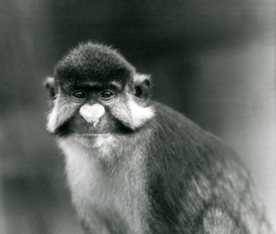 A Red-tailed/Black-cheeked White-nosed/Redtail Monkey or Schmidt