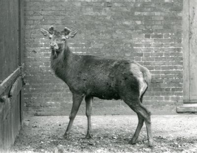 A Red Deer Stag with Budding Antlers, London Zoo, August 1928 by Frederick William Bond