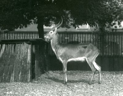 A Red Lechwe at London Zoo, July 1924 by Frederick William Bond