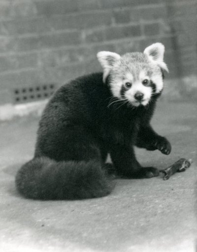 A Red Panda sitting at London Zoo, 1917 by Frederick William Bond