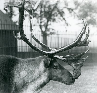 A Reindeer Stag Shedding Velvet from His Antlers, London Zoo by Frederick William Bond