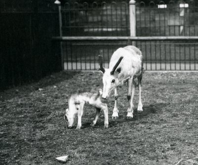 A Reindeer with her calf at London Zoo, March 1914 by Frederick William Bond