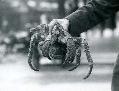 A Robber Crab, or Coconut Crab being held up by a keeper at London Zoo by Frederick William Bond