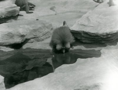 A Sacred Baboon drinking from a pool among the rocks of 