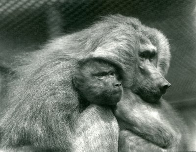 A Sacred Baboon with Its Young at London Zoo by Frederick William Bond