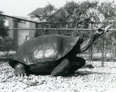 A Saddleback, Galapagos Tortoise Being Fed with a Banana on a Stick by Frederick William Bond