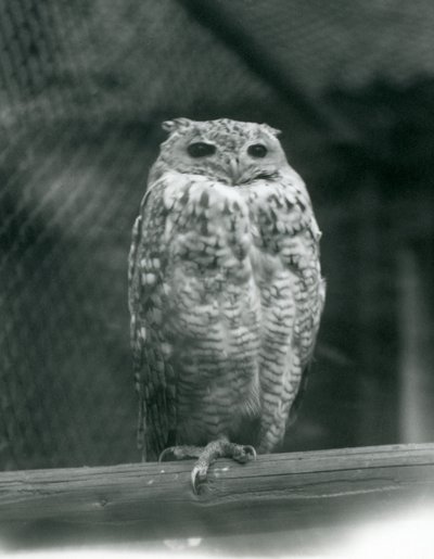 Pharaoh Eagle-owl at London Zoo, September 1925 by Frederick William Bond