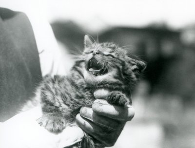 A Scottish Wildcat kitten held in the hands of its keeper, London Zoo by Frederick William Bond