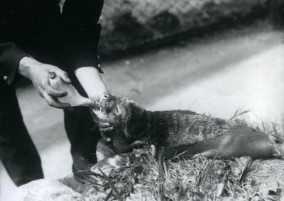 Seal Pup Being Bottle-fed by Its Keeper, London Zoo, August 1925 by Frederick William Bond
