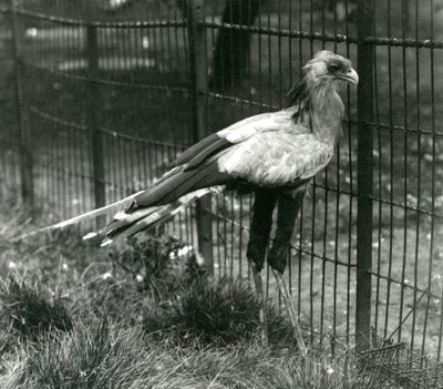 Secretary Bird at London Zoo, September 1923 by Frederick William Bond