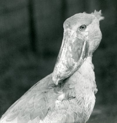 A Shoebill Stork, London Zoo, July 1926 by Frederick William Bond
