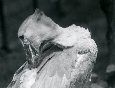 A Shoebill Preening Its Feathers at London Zoo (1926) by Frederick William Bond