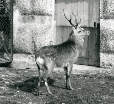 A Sika Spotted Stag Standing in His Enclosure, London Zoo (August 1927) by Frederick William Bond