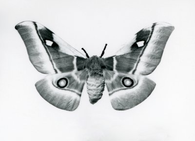 A Silkmoth, Bunaea Caffraria, at London Zoo, Before 1930 by Frederick William Bond