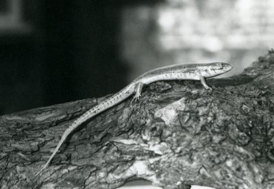 A Skink resting on a log at London Zoo in 1929 by Frederick William Bond