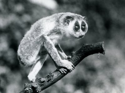 A Slender Loris Walking on a Branch, London Zoo, August 1926 by Frederick William Bond