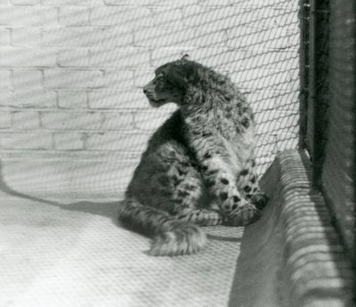 A Snow Leopard Sitting on the Floor, London Zoo by Frederick William Bond