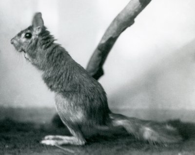 A South African Springhare Cape Jumping Hare sitting by a branch in its enclosure, London Zoo, December 1925 by Frederick William Bond